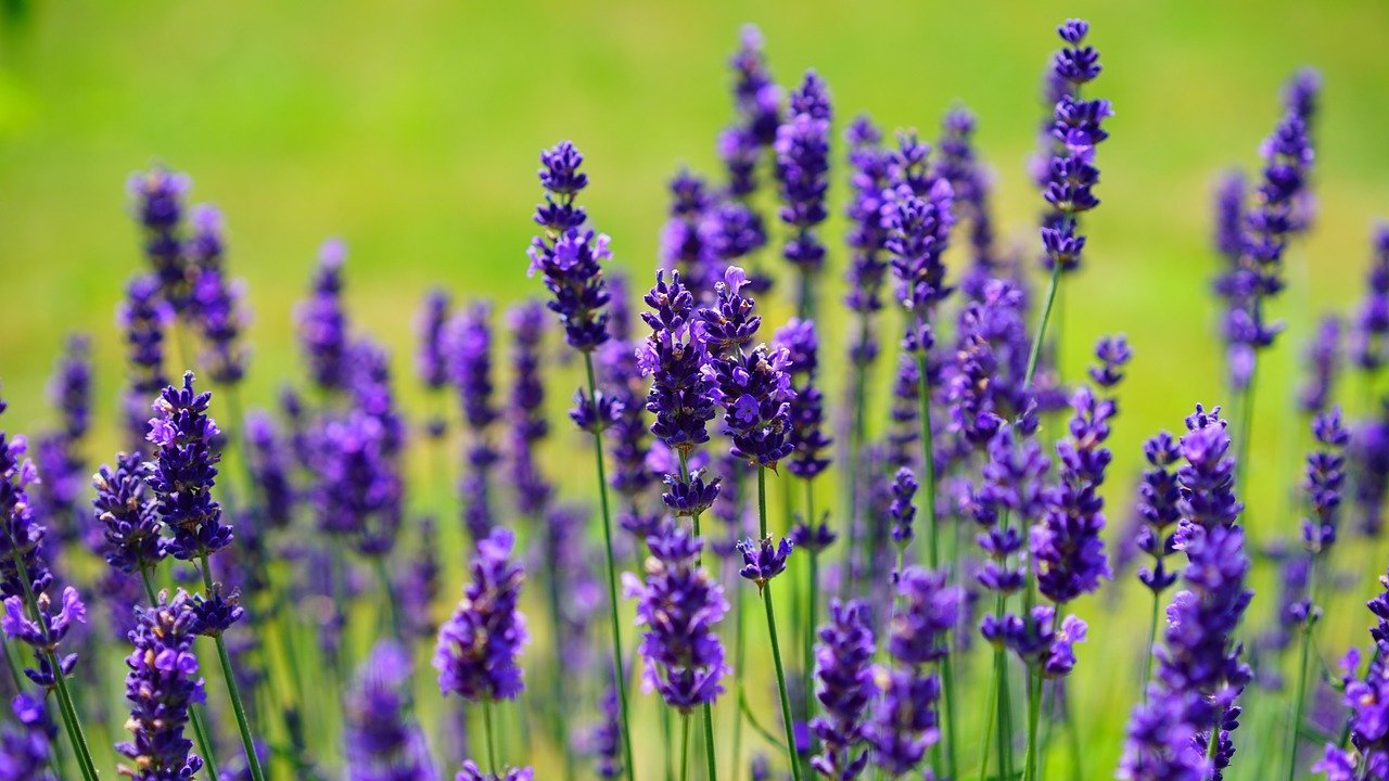 Lavanda