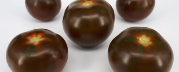 Pomodoro di colore nero