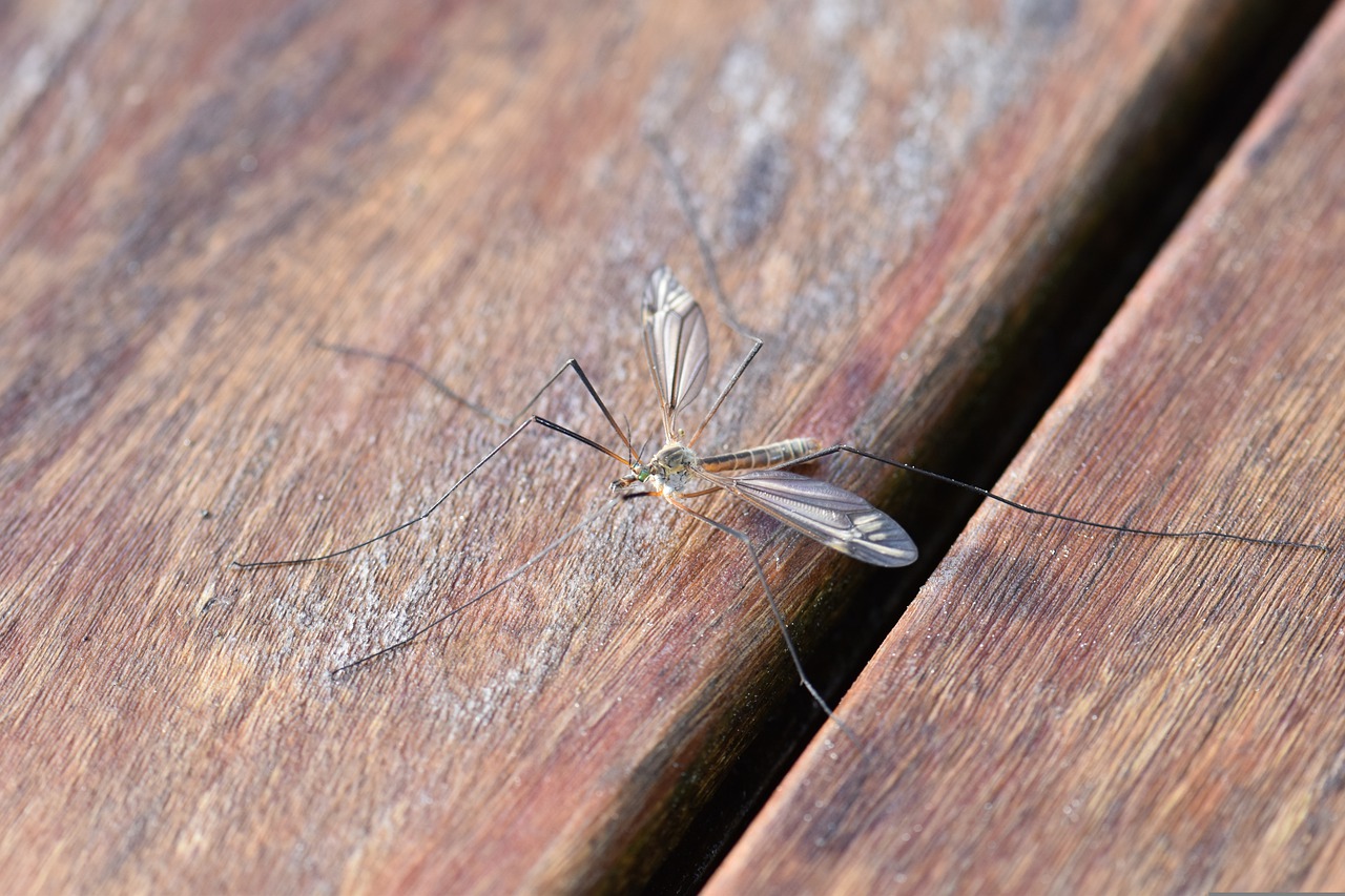 Zanzara sul tavolo