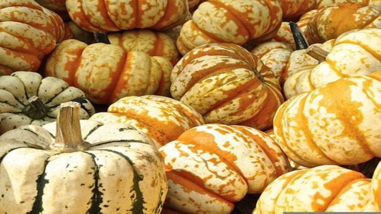 zucca autunnale