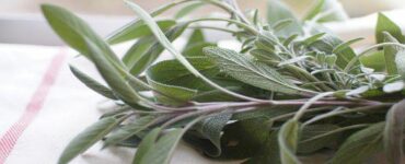 composizione di salvia