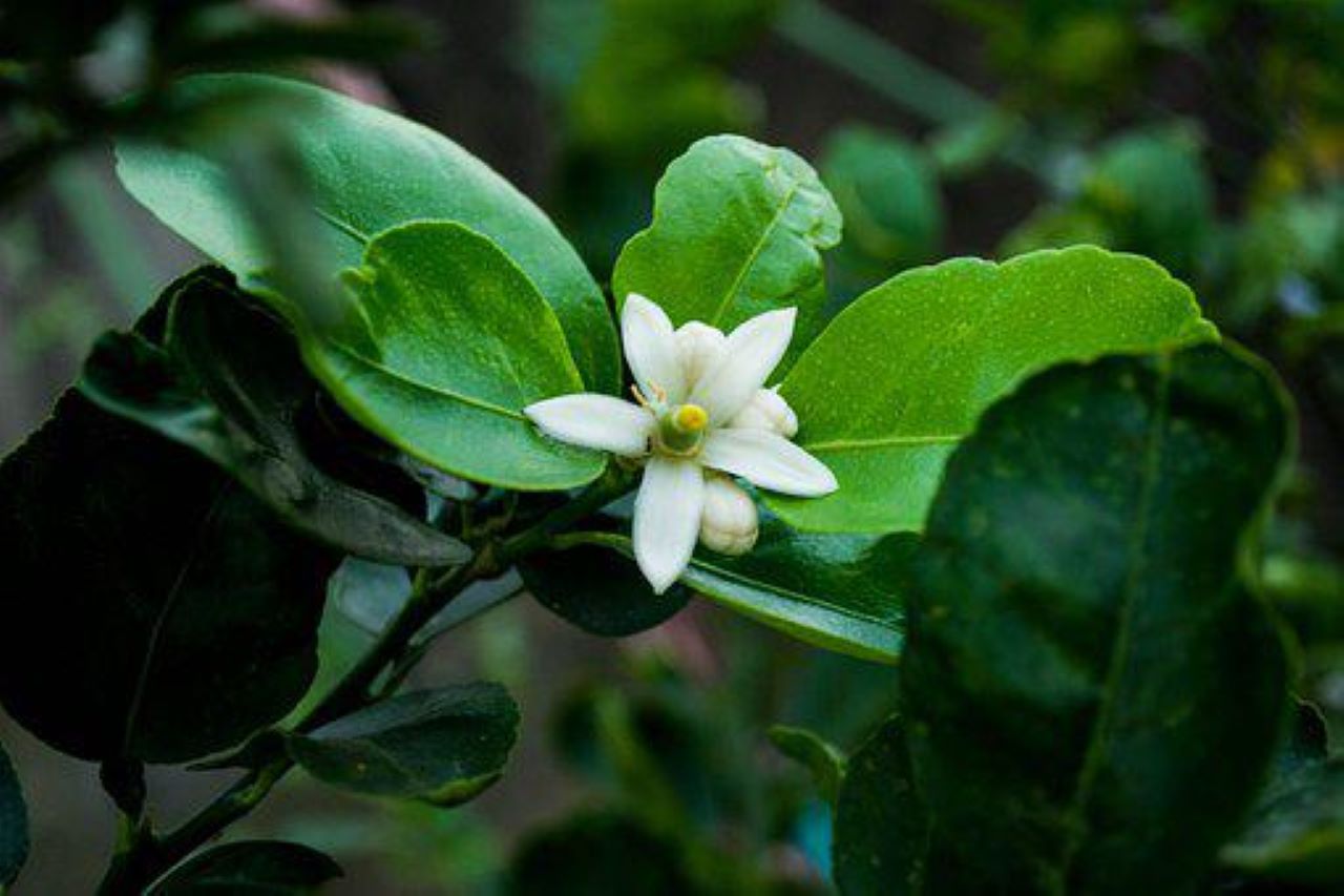 fiore di limone