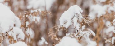 pianta nel periodo invernale