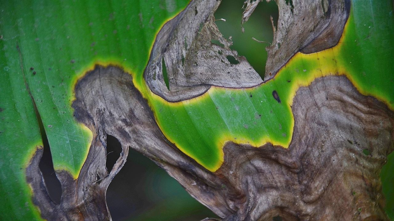 fungo da curare con bicarbonato di potassio