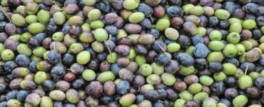 nocciolino di sansa olive