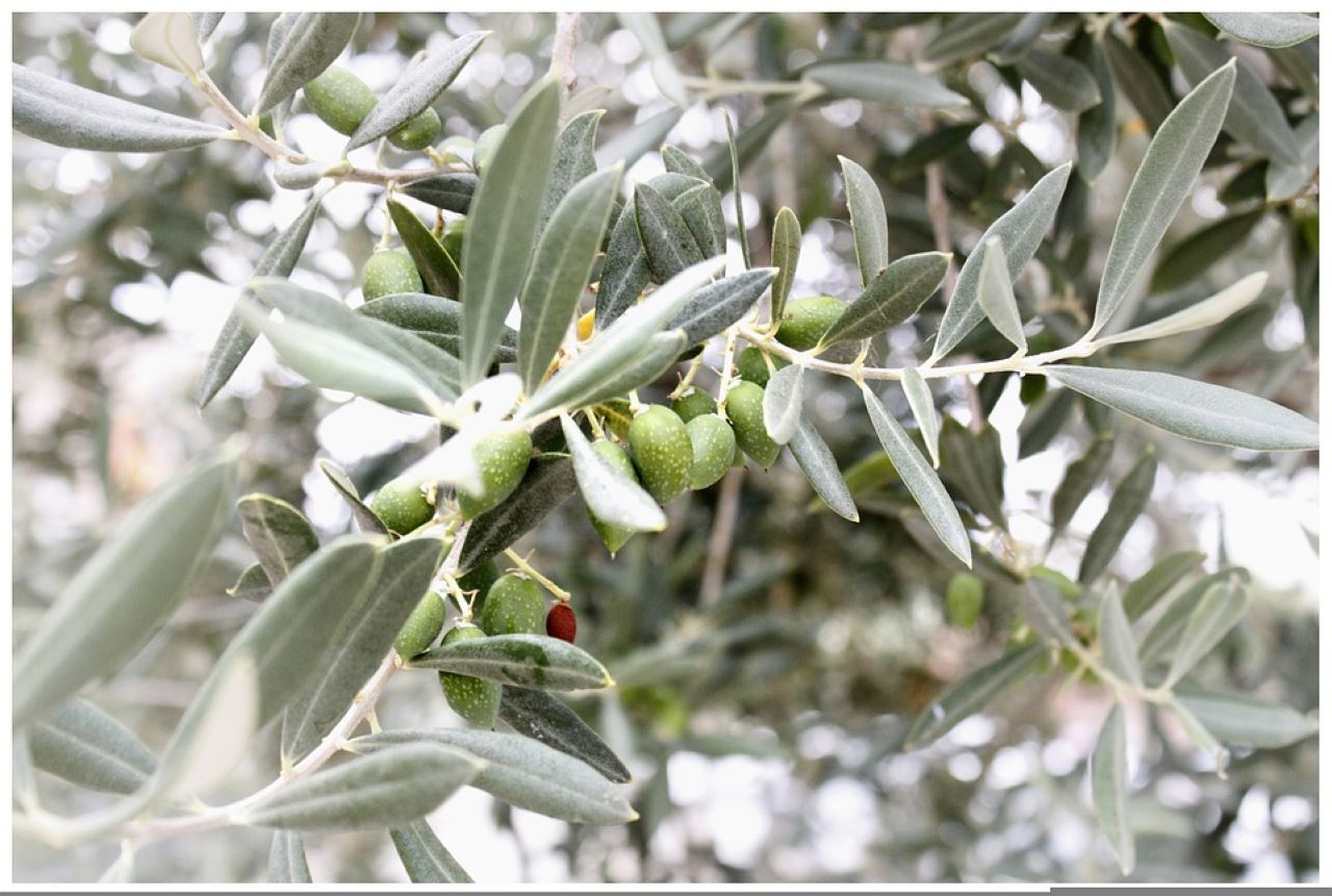 nocciolino di sansa albero