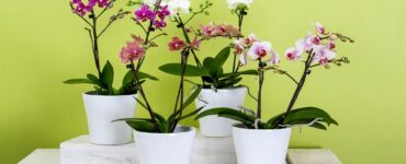 orchidea in vaso