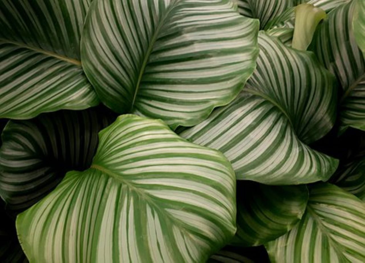 calathea