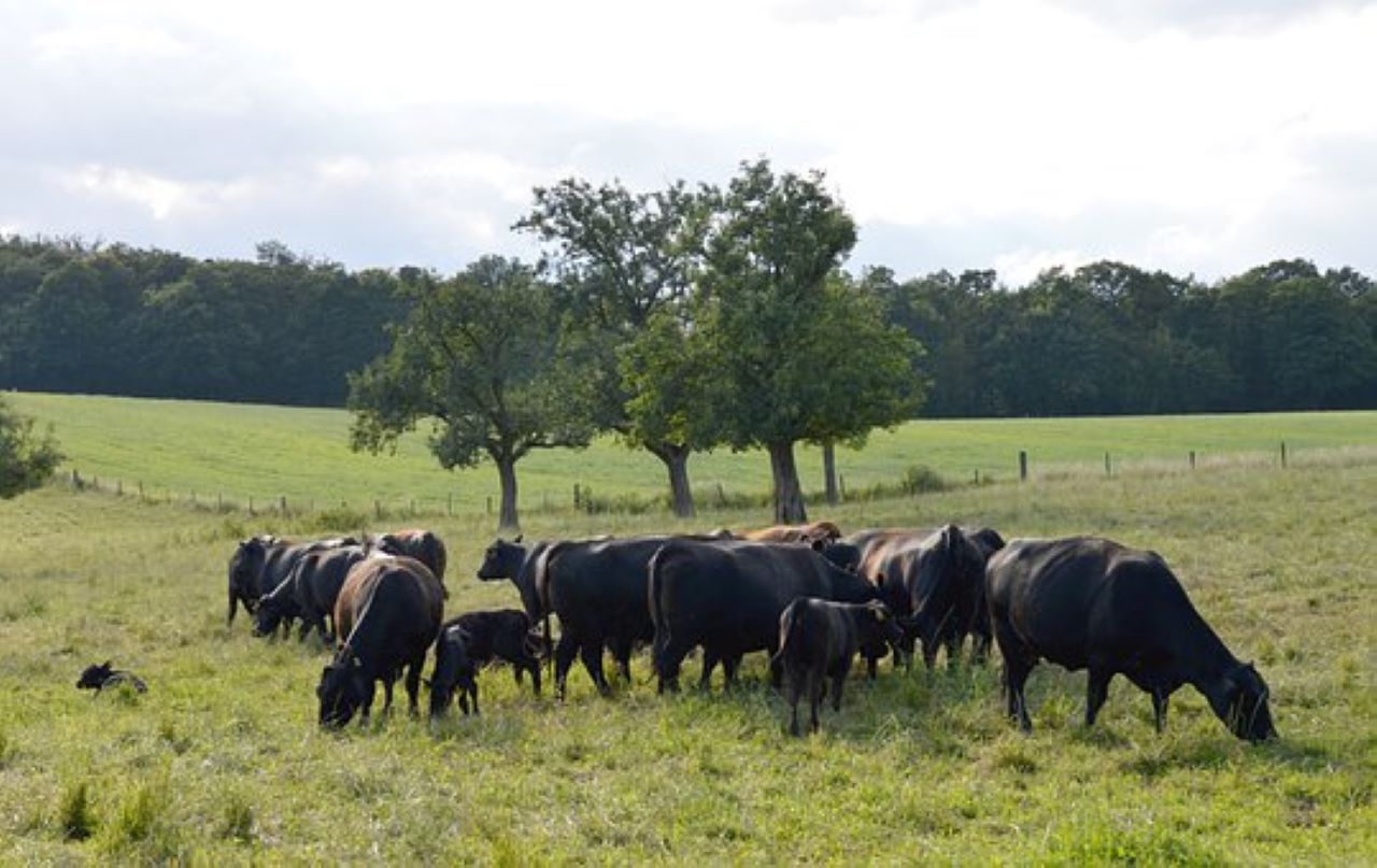 agrcoltura biodinamica allevamento