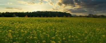 sistema di agricoltura biodinamica
