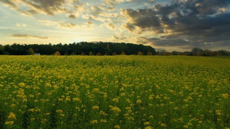 sistema di agricoltura biodinamica