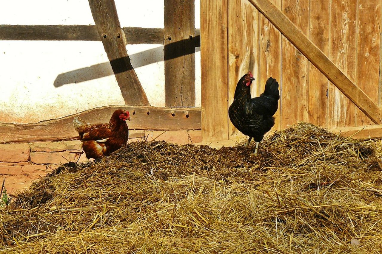 agricoltura biodinamica con avicoltura