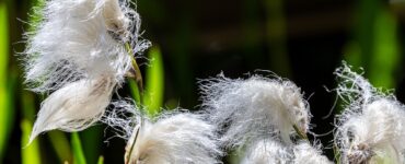 Erba di cotone