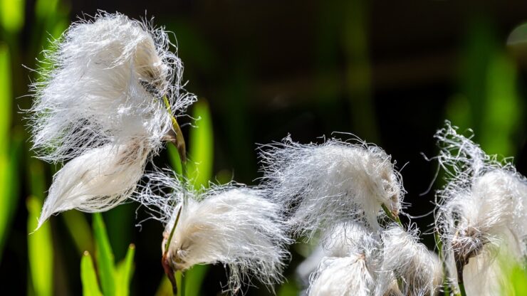 Erba di cotone