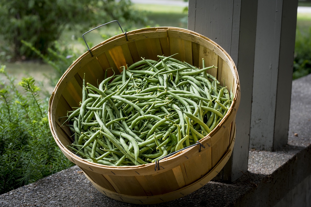 Produzione fagiolini