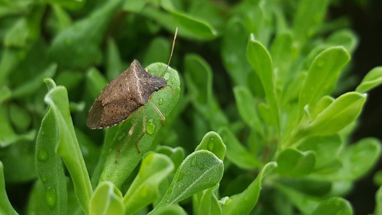 cimice asiatica in natura