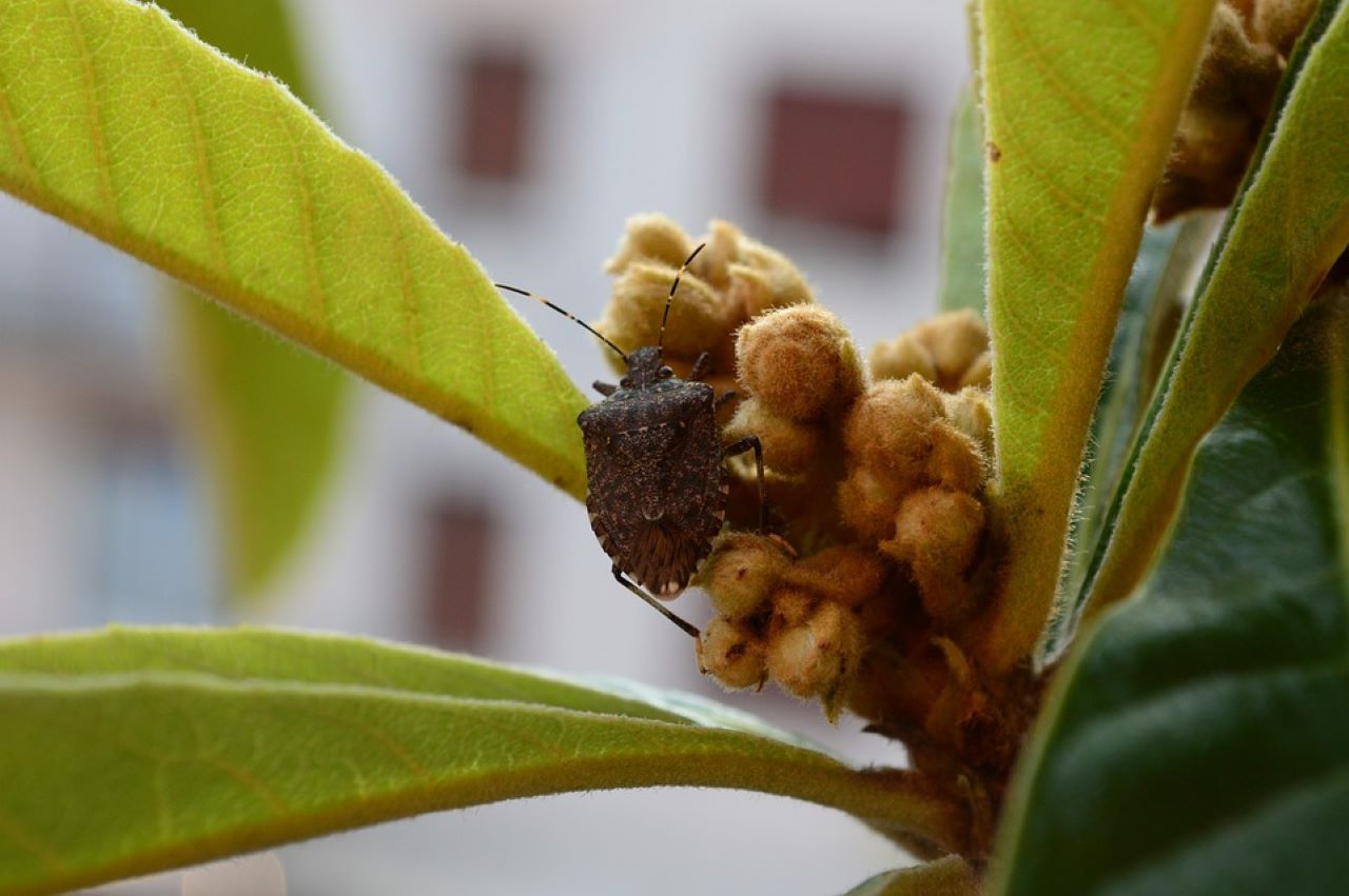 nutrizione cimice asiatica