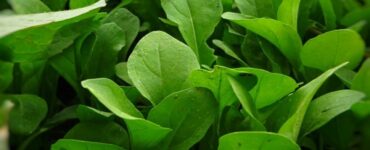 piante di rucola