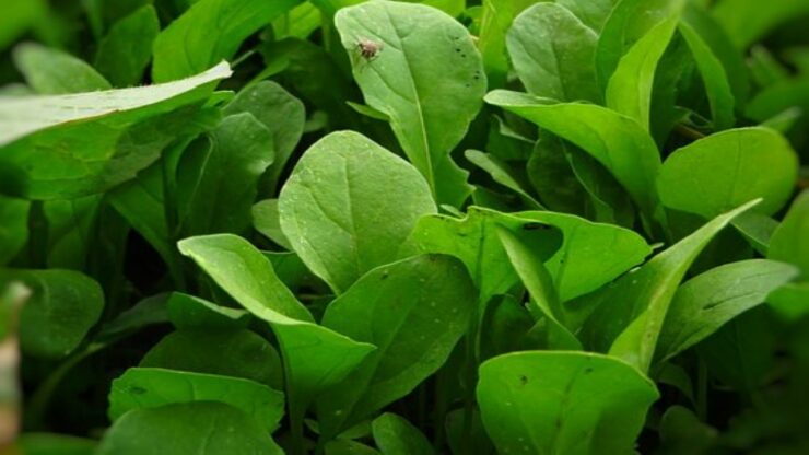 piante di rucola