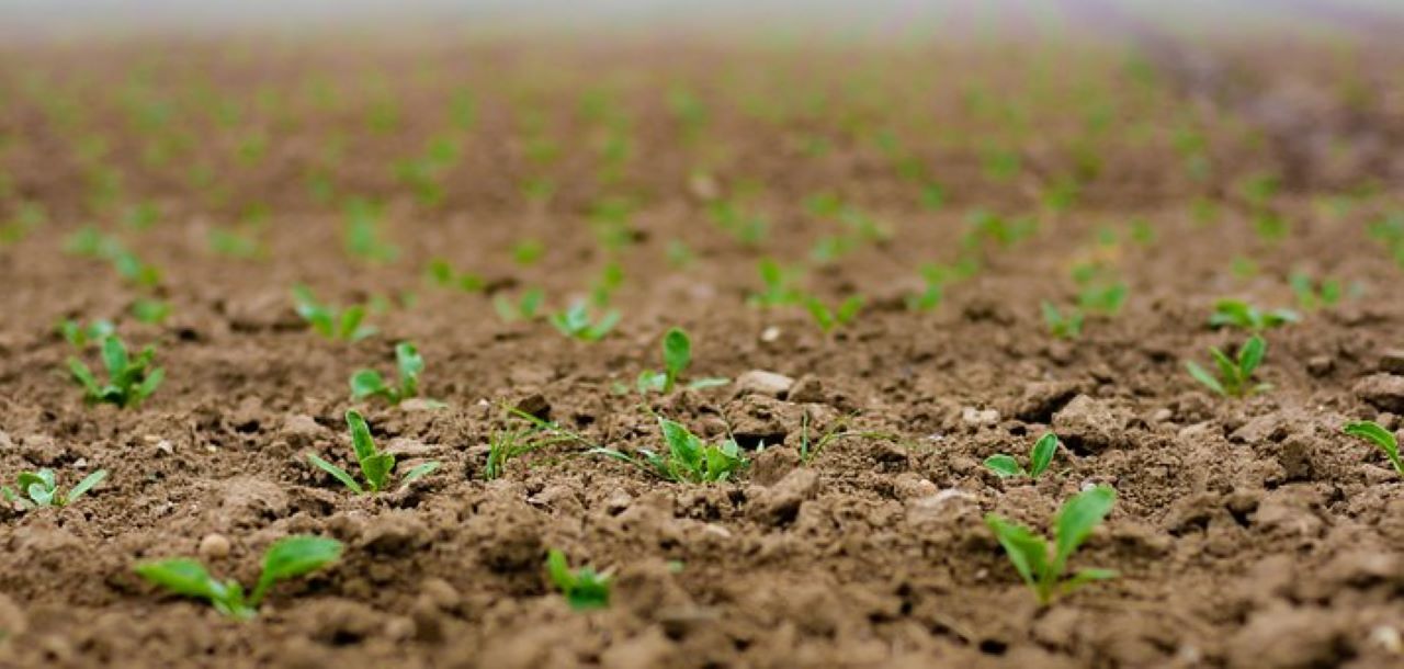 coltivazione rucola in campo