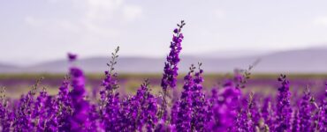 fiori di lavanda