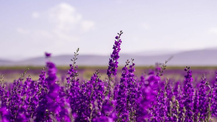 fiori di lavanda