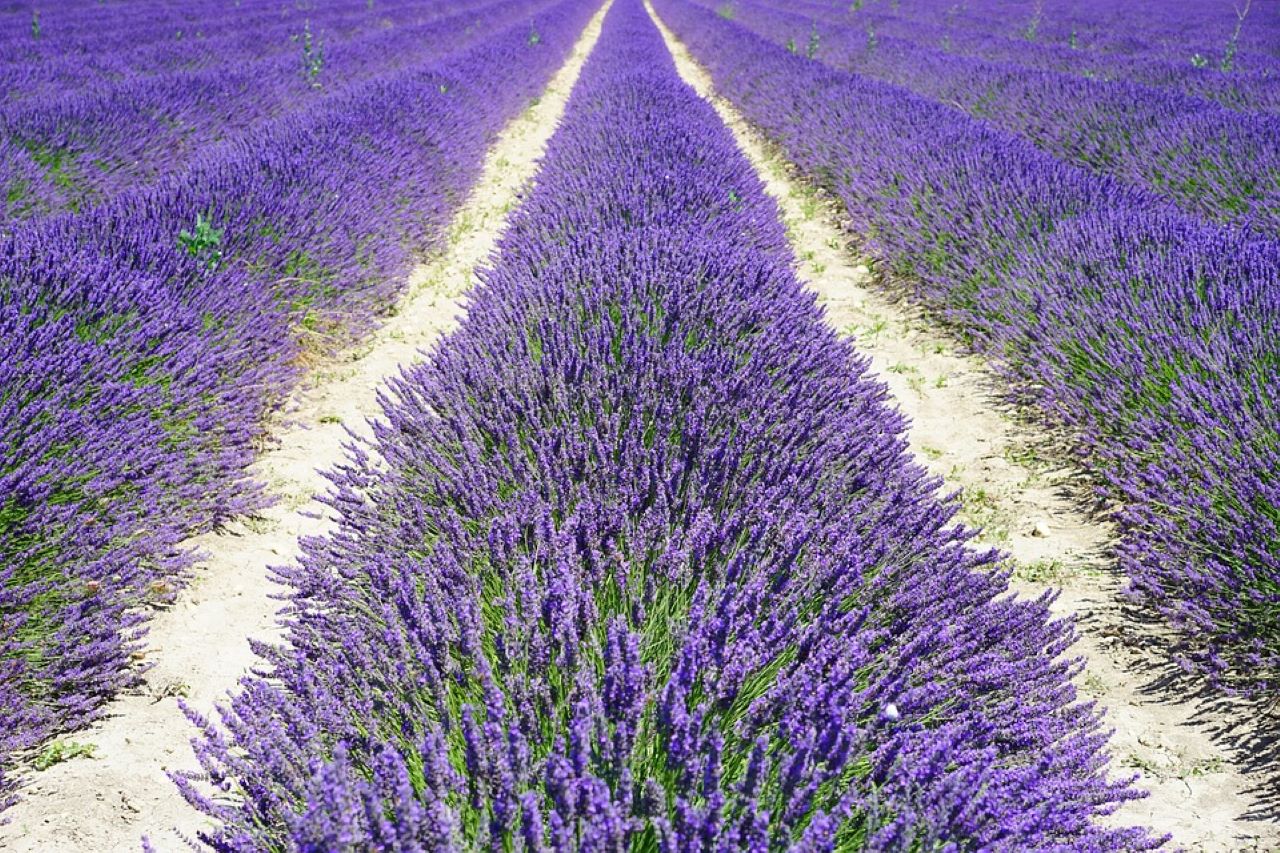 coltivazione lavanda