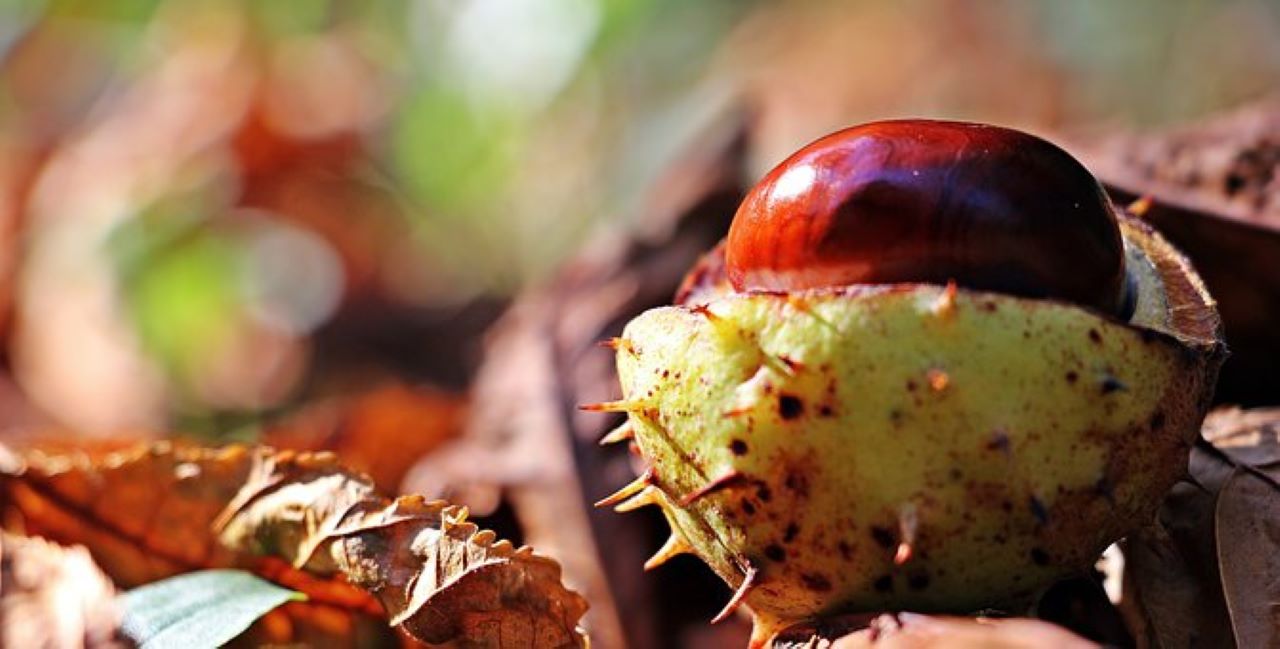 castagne da pianta