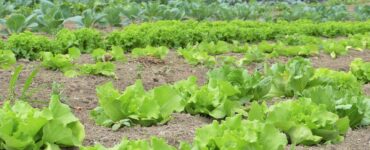 Alimentazione sana