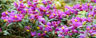 fiori di poligala
