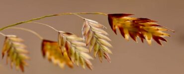 pianta per avena colloidale