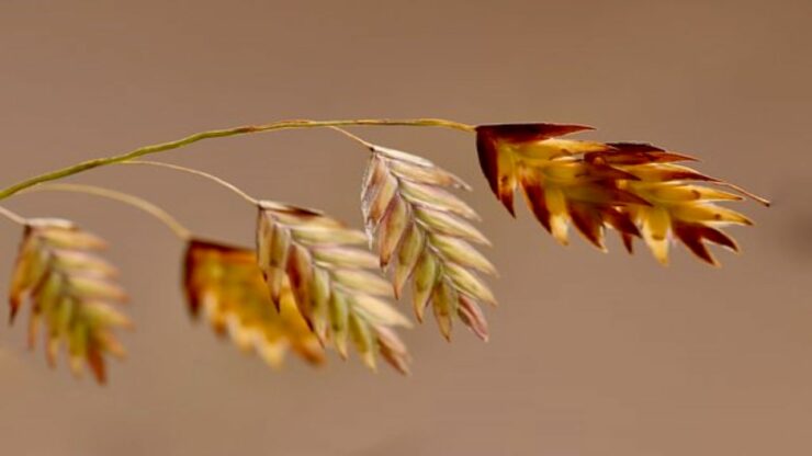 pianta per avena colloidale