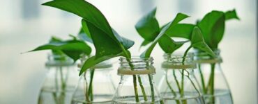 riprodurre Pothos