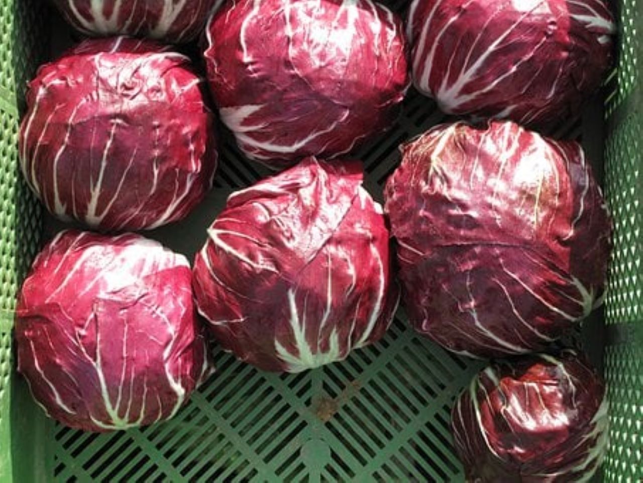 radicchio di orto