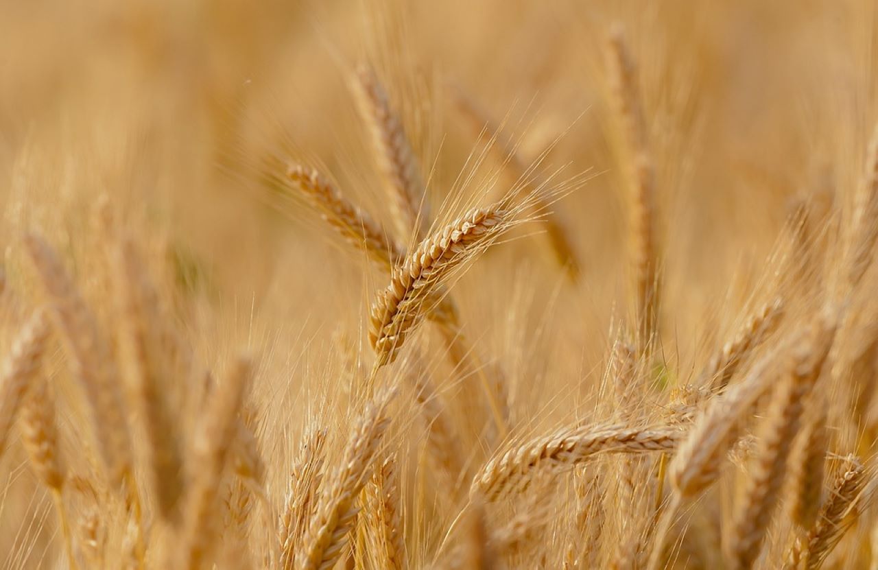 farina di manitoba spiga