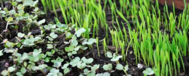 microgreens in coltura