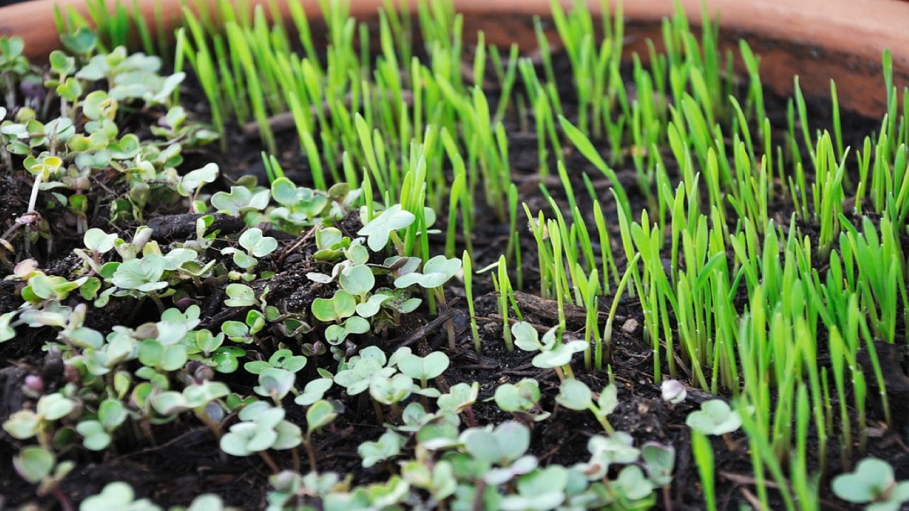 microgreens in coltura