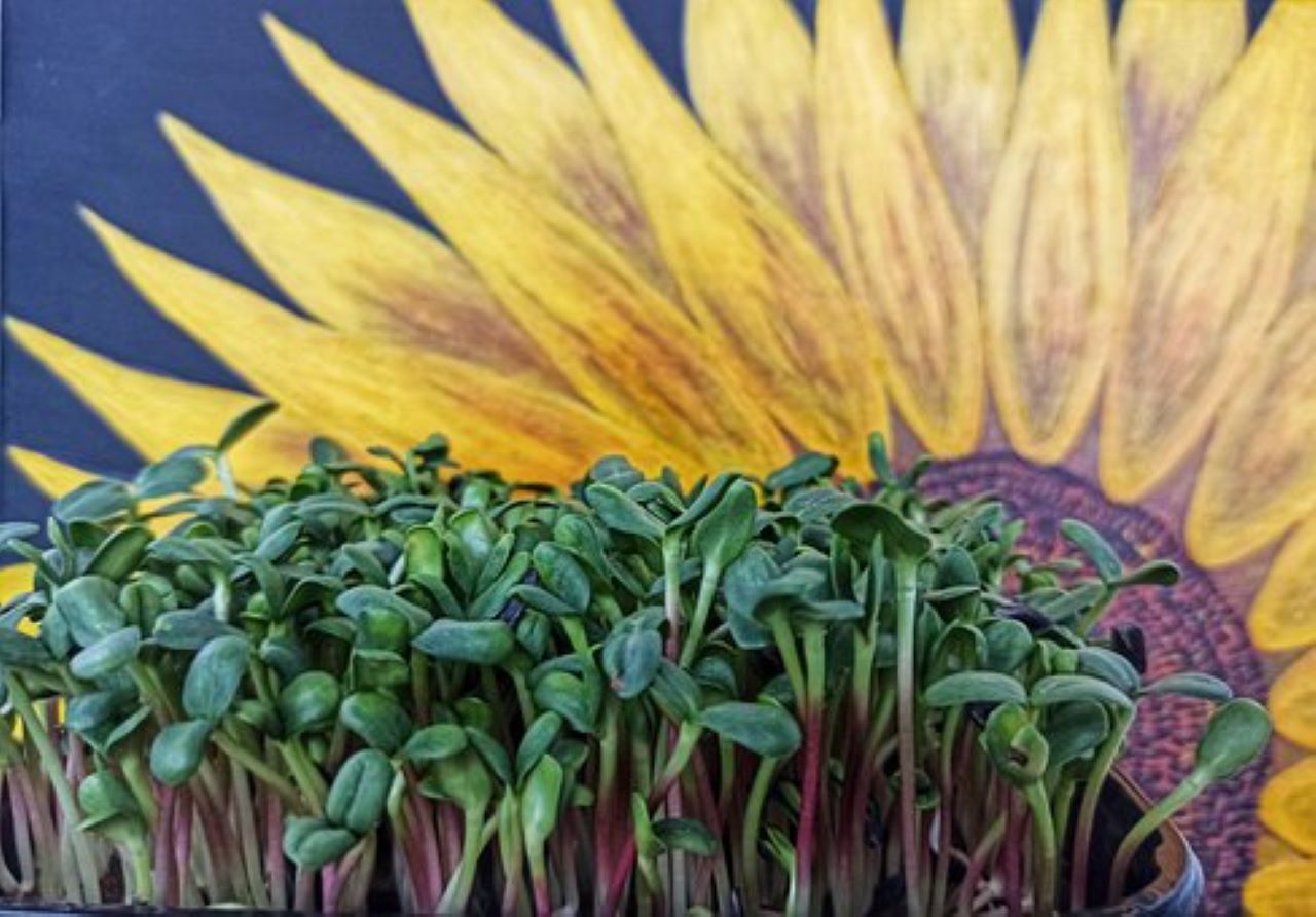 basilico in microgreens