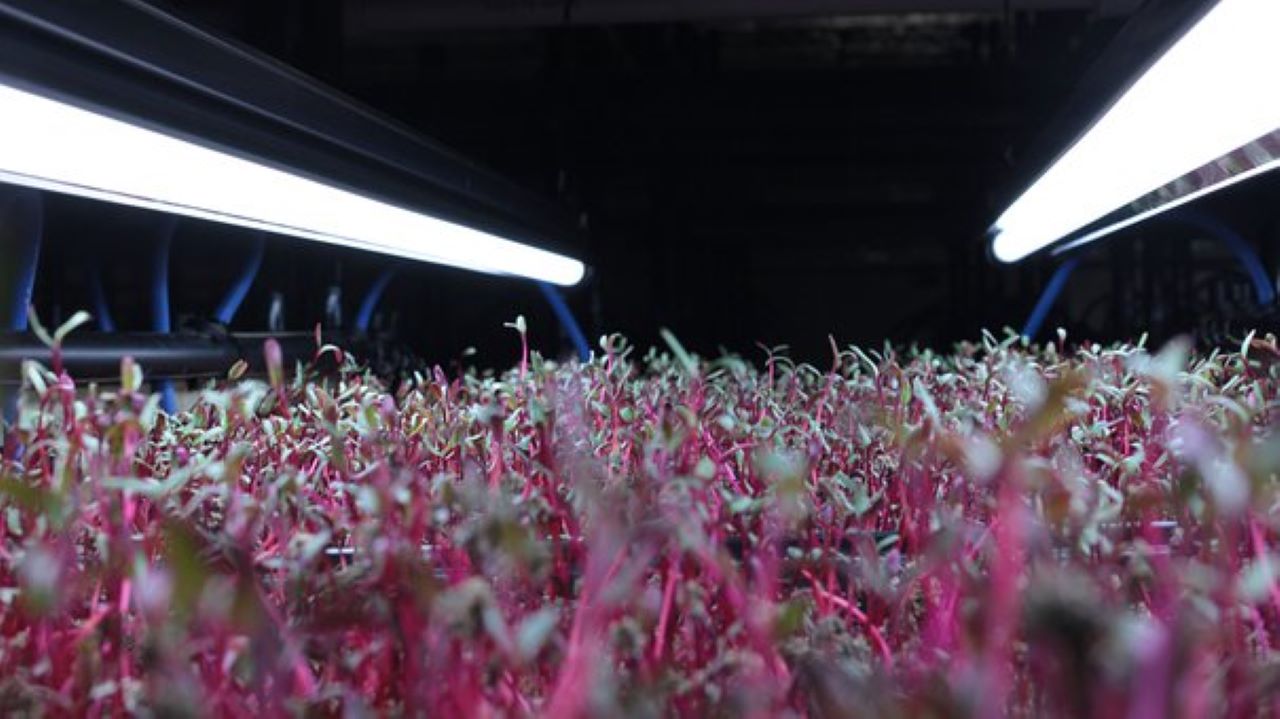 serra di microgreens