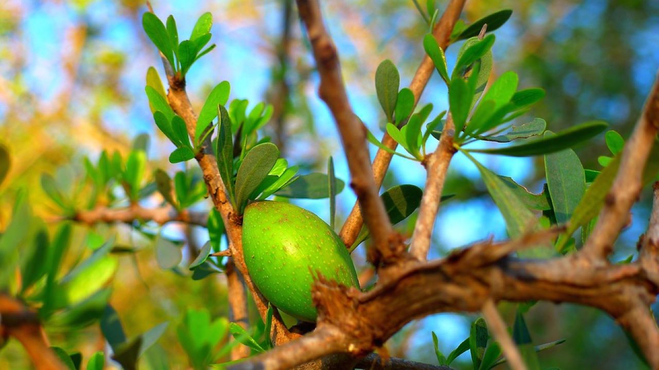 olio di argan frutto