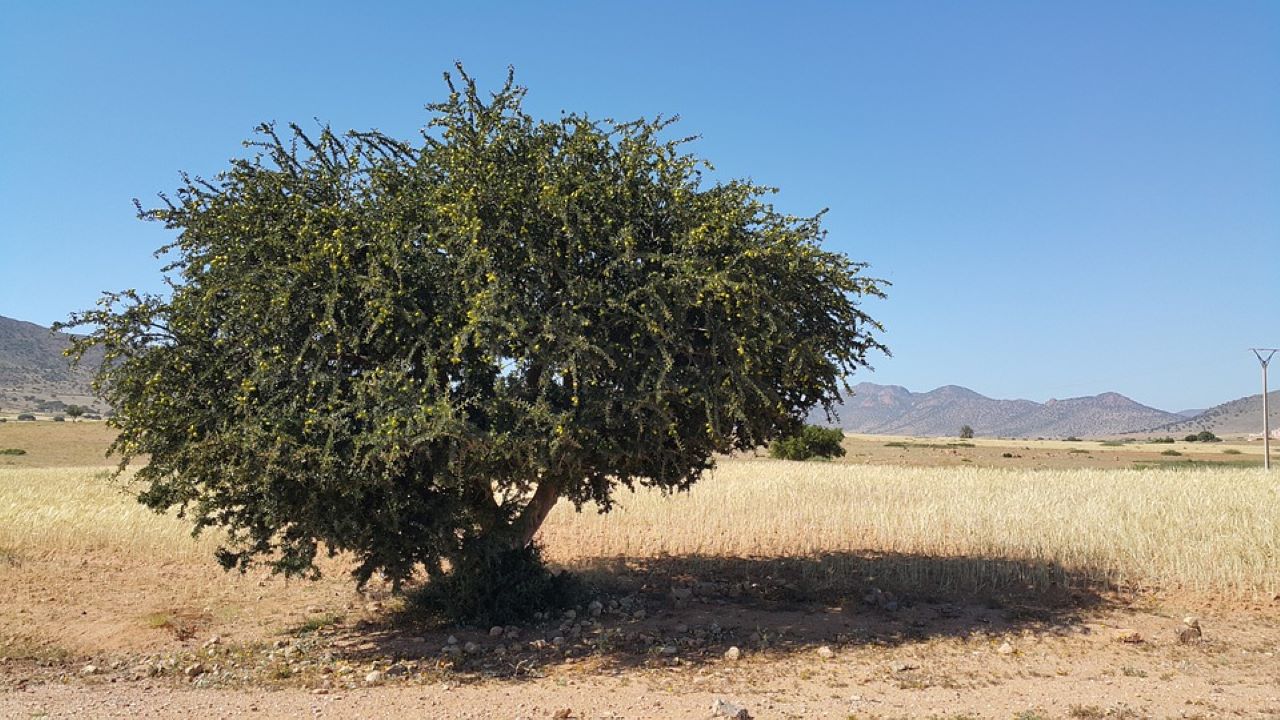 olio di argan albero