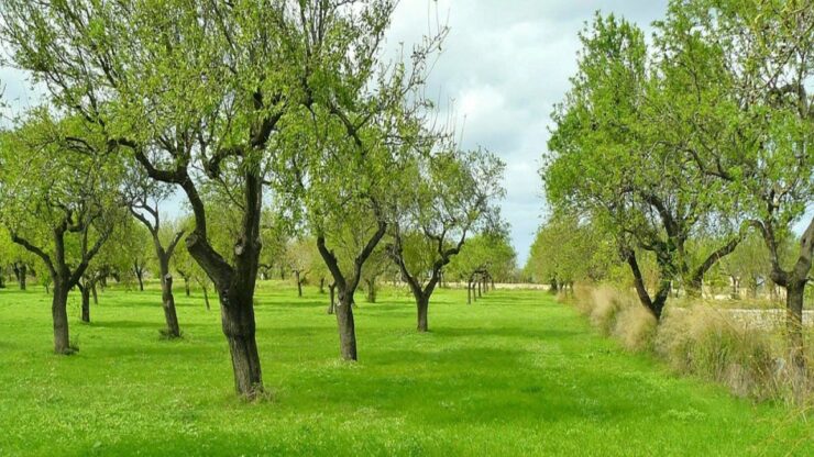 olio extravergine ulivi in campo