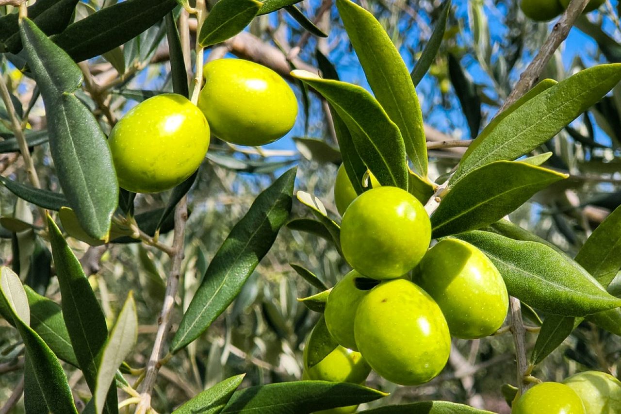 olio extravergine oliva