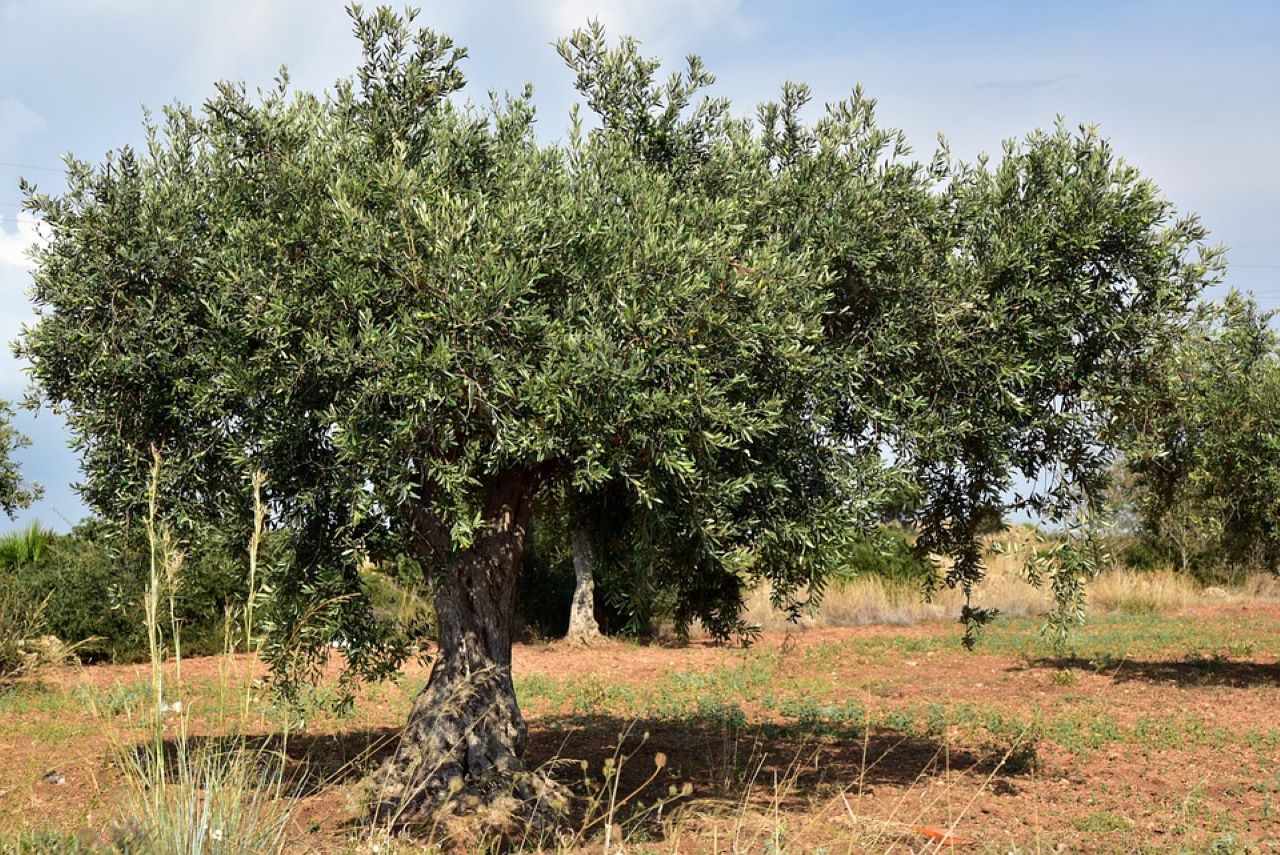 olio extravergine pianta 