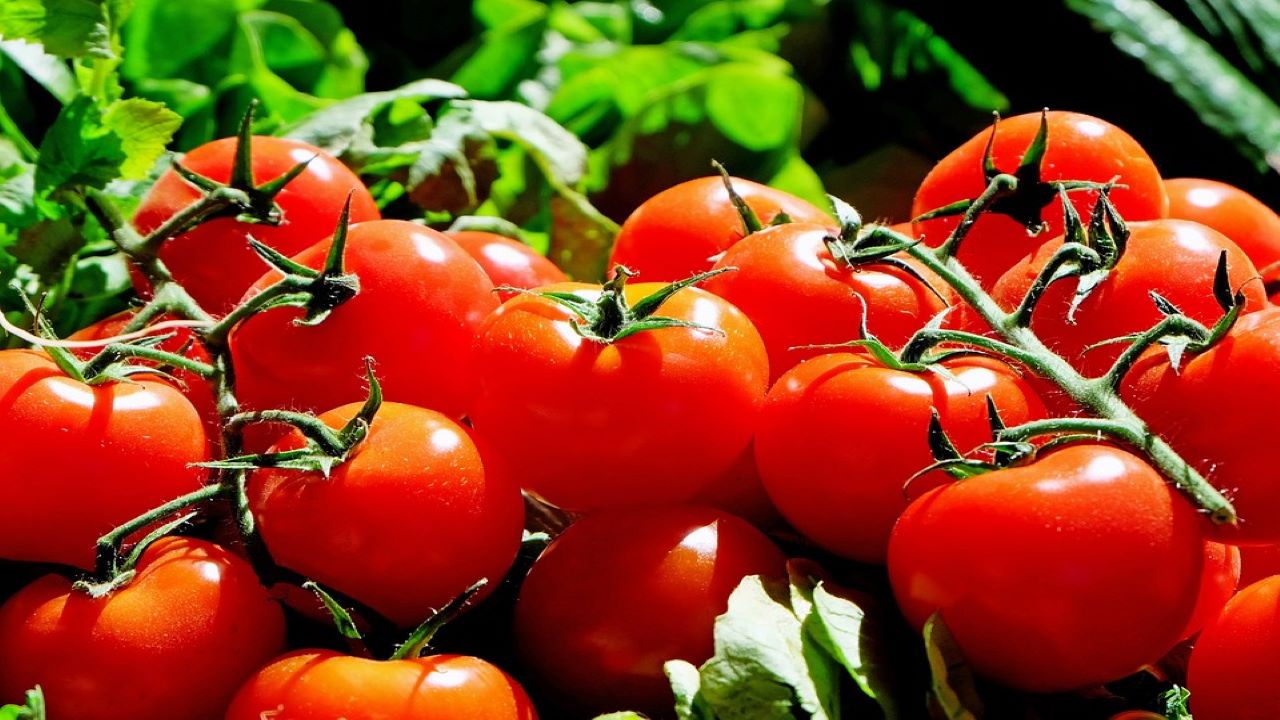 passata di pomodoro fresco