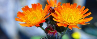 Pilosella rossa