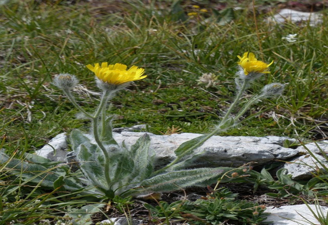 Pilosella pianta