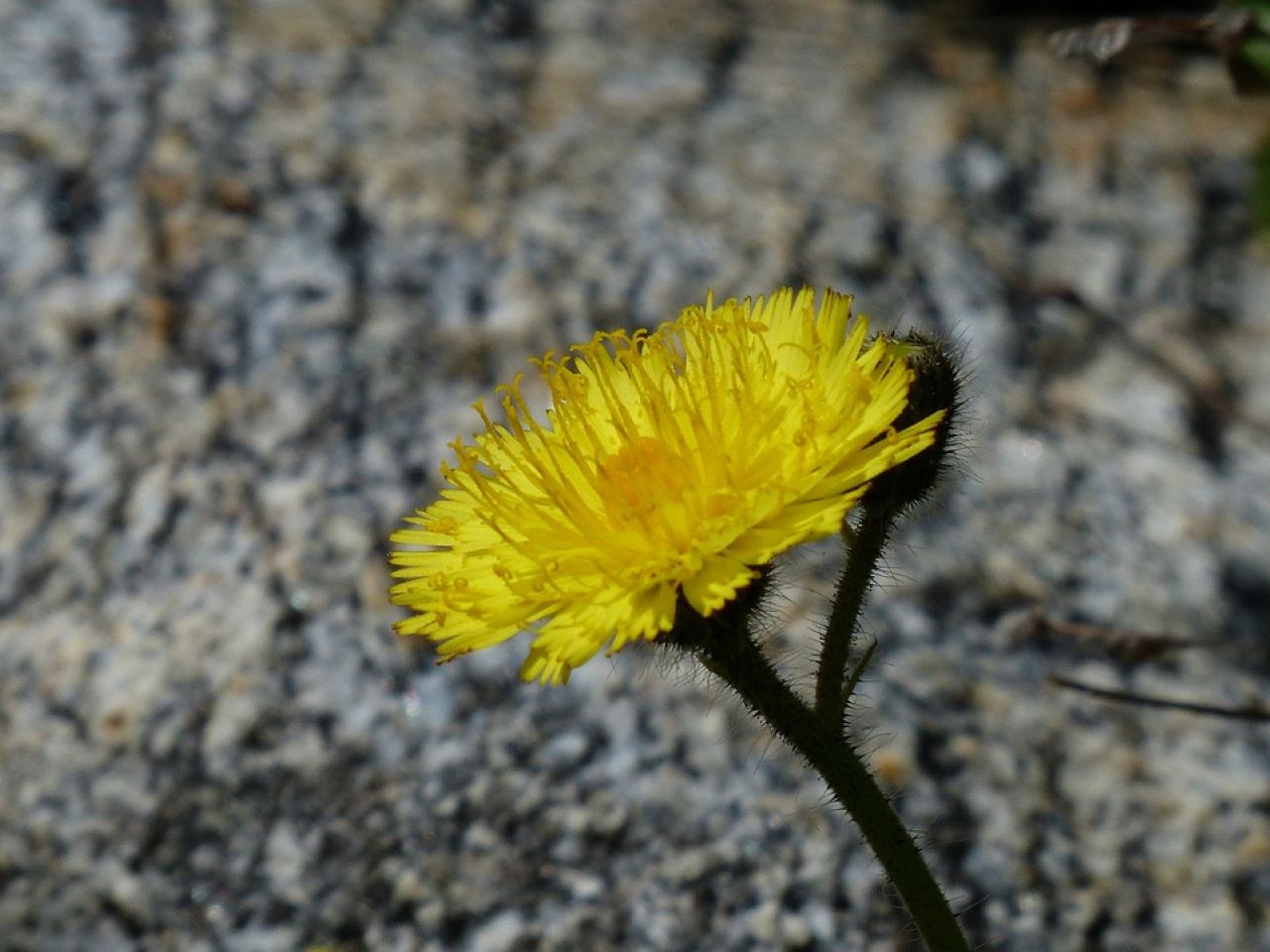 Pilosella fiore