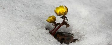 fiore in inverno