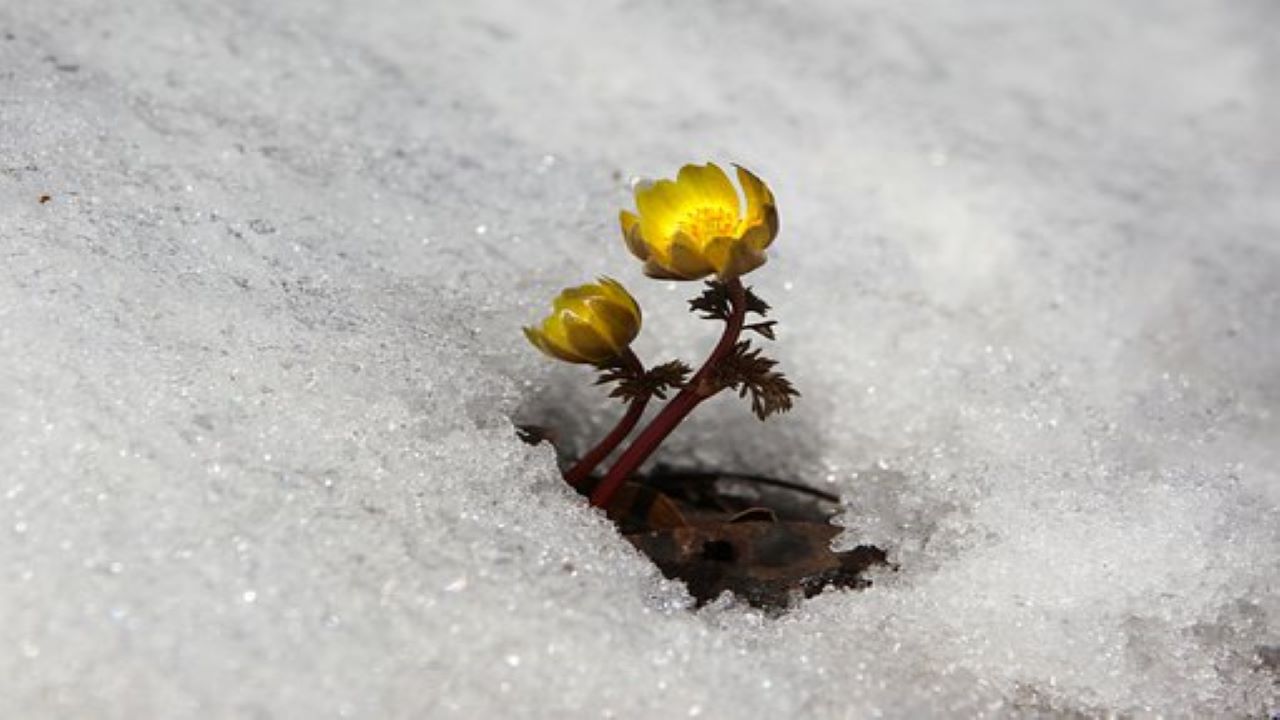 fiore in inverno